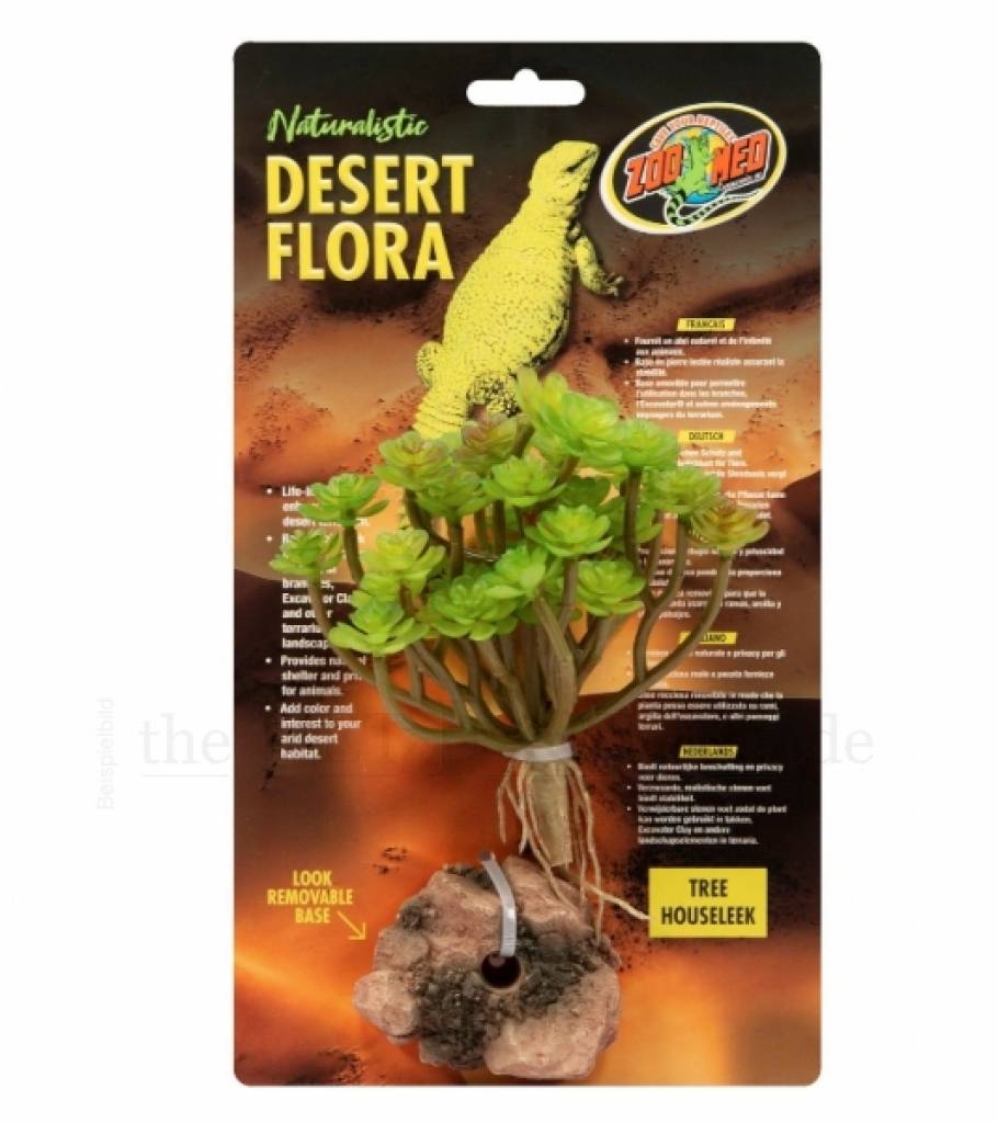 Tree Houseleek